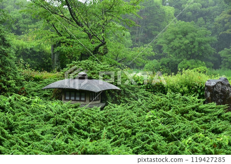 Juniperus sieboldii and Kanshuji Temple lantern 119427285