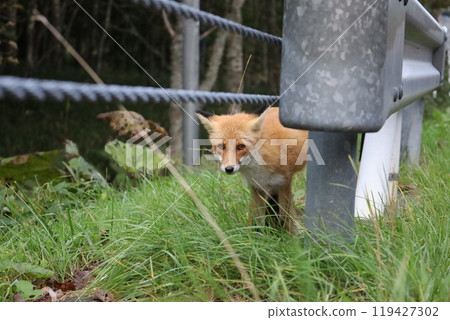 A red fox peeking out from behind a guardrail 119427302