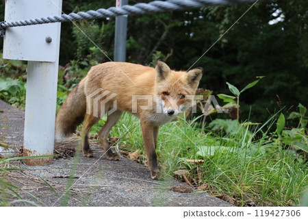 A red fox walking along the roadside 119427306
