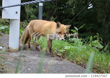 A red fox walking along the roadside 119427307