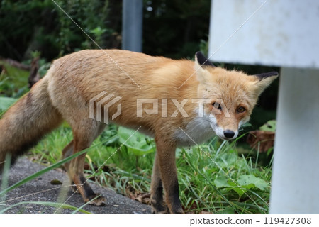 A red fox walking along the roadside 119427308