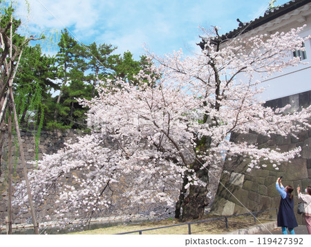 Cherry blossoms blooming in the East Gardens of the Imperial Palace (March 2022) 119427392