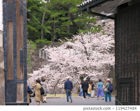 Cherry blossoms blooming in the East Gardens of the Imperial Palace (March 2022) 119427484