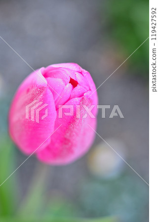 結霜的冰鬱金香 119427592