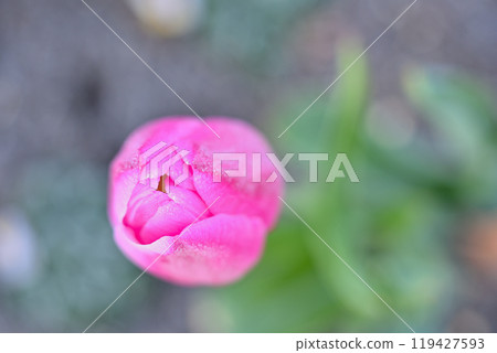 結霜的冰鬱金香 結霜的冰鬱金香 119427593