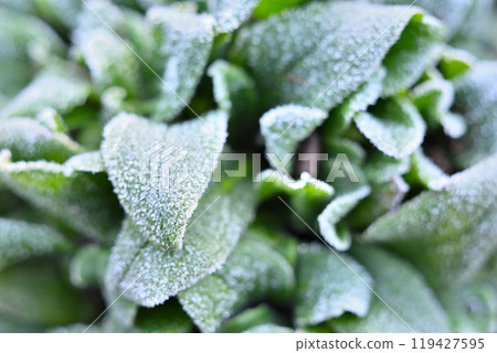 Frosted leaves 119427595