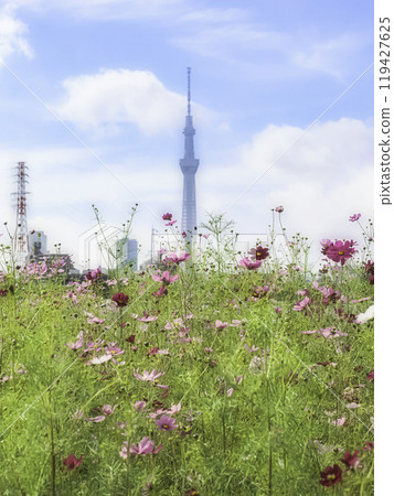 Scenery with cosmos and the Skytree Scenery with cosmos and the Skytree 119427625