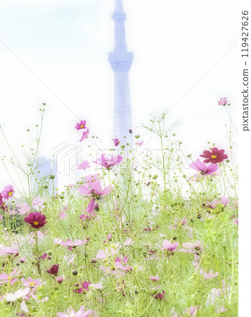 Scenery with cosmos and the Skytree Scenery with cosmos and the Skytree 119427626