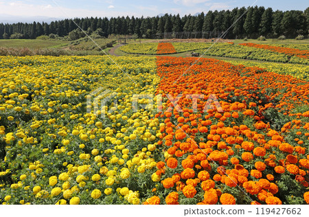 Kuju Marigold 119427662