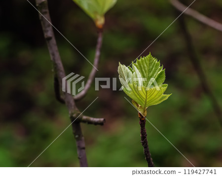 Closeup of the buds, stem and small young green leaves of sorbus latifolia. Sunny spring day . 119427741