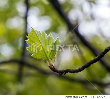 Closeup of the buds, stem and small young green leaves of sorbus latifolia. Sunny spring day . 119427742