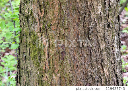 Rowan bark close-up. The texture of the trunk of Sorbus latifolia L. Background from living wood. Skin of the forest nature. Rowan bark close-up. The texture of the trunk of Sorbus latifolia L. Background from living wood. Skin of the forest nature. 119427743
