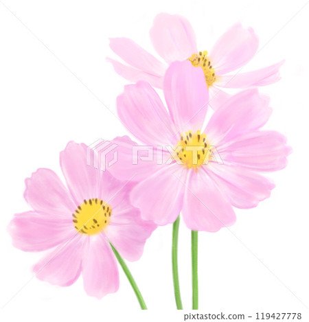 波斯菊插畫(3朵,粉紅色) 波斯菊插畫(3朵,粉紅色) 119427778