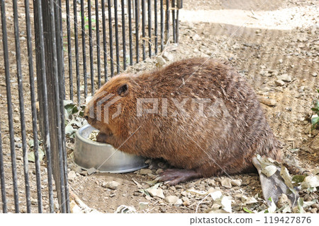American beaver American beaver 119427876