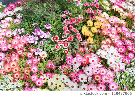 Flowers in a flowerbed densely packed with portulaca Flowers in a flowerbed densely packed with portulaca 119427906