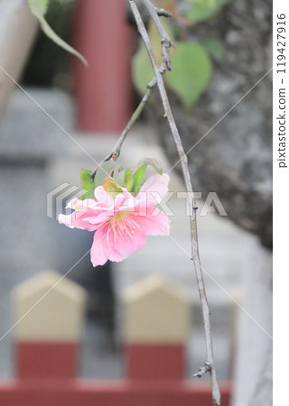 可愛的櫻花在枝頭盛開 119427916