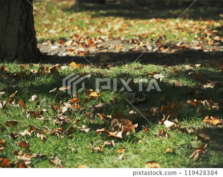 墮落初秋 119428384