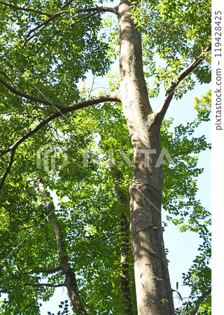 灌木叢中的穆庫諾基 119428425