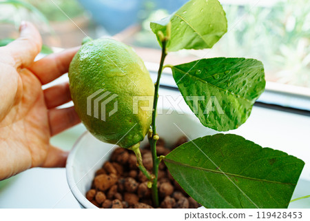 exotics on windowsill, grown citrus lemon in flowerpot with fruit exotics on windowsill, grown citrus lemon in flowerpot with fruit 119428453