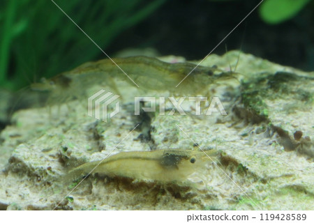 太平洋蝦 119428589