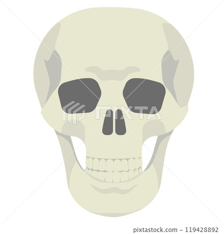 Skull illustration 119428892
