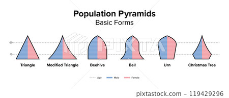 Basic forms of population pyramids. Age structure diagram and graphical illustration of the distribution of people. Each bar represents a step of four years and the percentage of males and females. 119429296