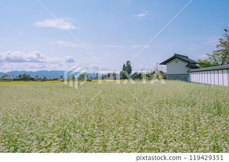 A storehouse and a buckwheat field in full bloom [Azumino City] 119429351