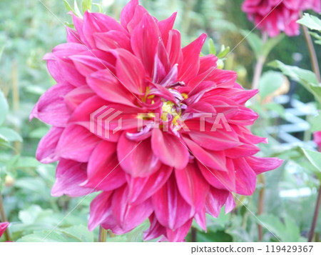 Machida dahliaen Machida dahliaen 119429367