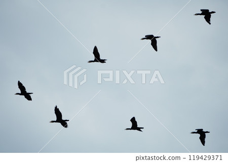 Birds flying in the sky Birds flying in the sky 119429371