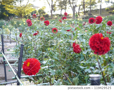 Machida dahliaen Machida dahliaen 119429525
