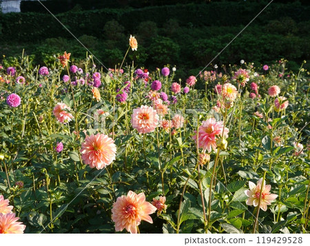 Machida dahliaen 119429528