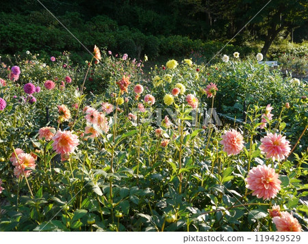 Machida dahliaen 119429529