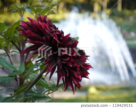 Machida dahliaen 119429531