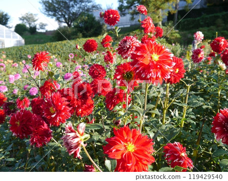 Machida dahliaen Machida dahliaen 119429540