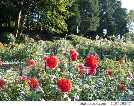 Machida dahliaen 119429547