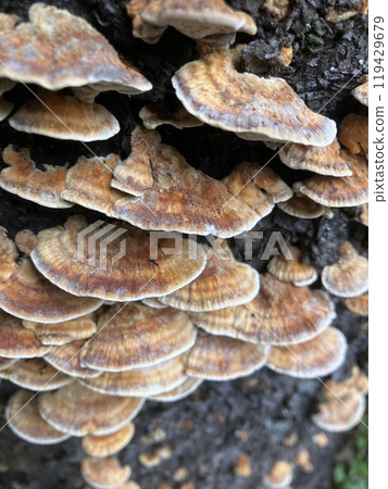 枯萎的櫻桃樹上長出的蘑菇 119429679