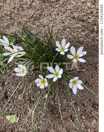 Thamas Dale Thamas Dale 119429680