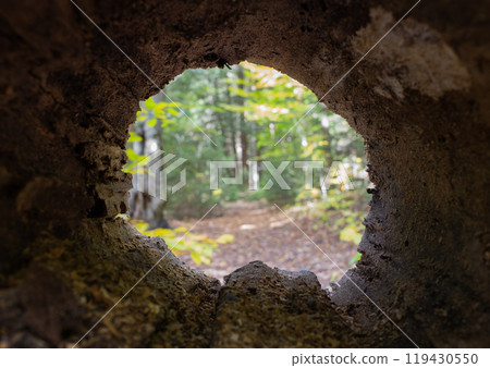 View of forest trough a holed tree. View of forest trough a holed tree. 119430550