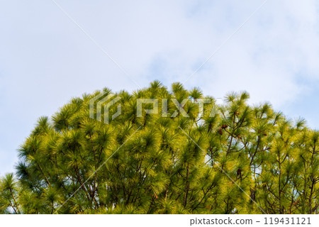 pine tree against the blue sky 119431121