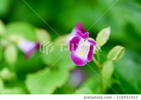 Torenia Torenia 119431433