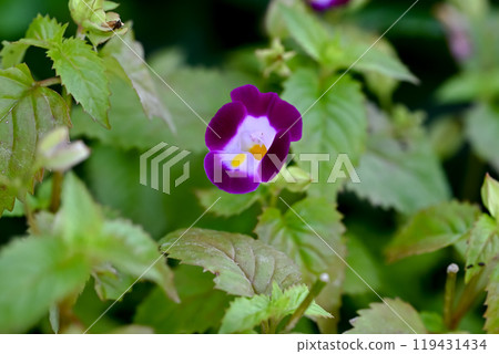 Torenia Torenia 119431434