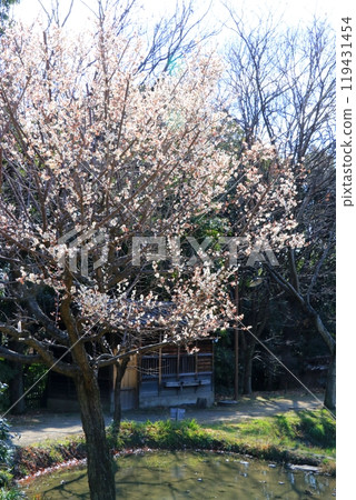 梅花盛開 梅花盛開 119431454