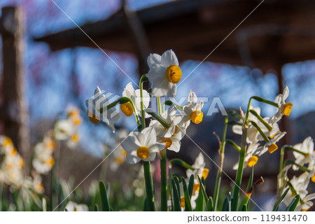 Daffodil flowers sparkling in the sunlight Daffodil flowers sparkling in the sunlight 119431470