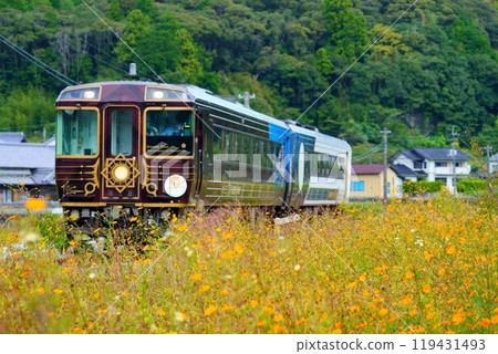 A tourist train running alongside the autumn cherry blossoms - Shikoku Tosa: A tale of the dawn of an era A tourist train running alongside the autumn cherry blossoms - Shikoku Tosa: A tale of the dawn of an era 119431493