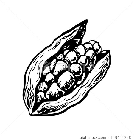Cardamom. Vector graphics with the image of fragrant spices. A black and white hand-drawn illustration. On a white background. Great for cooking recipes, menus, posters or labels. 119431768