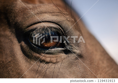 Close-up of eye of horse 119431913