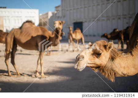 Herd of camels in Doha in Qatar Herd of camels in Doha in Qatar 119431914