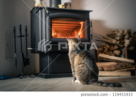 Cat looking at burning wood in stove at home Cat looking at burning wood in stove at home 119431915