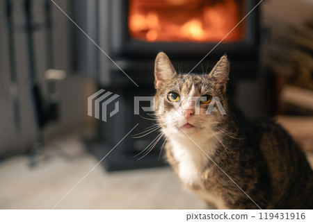 Cute cat against stove at home Cute cat against stove at home 119431916