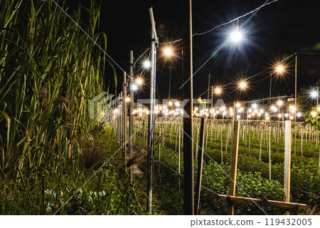沖繩的電菊花（Kikumination） 119432005